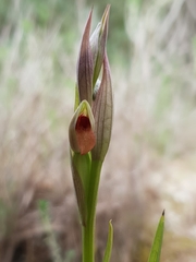 Serapias parviflora