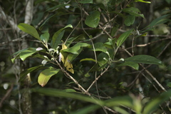 Graptophyllum