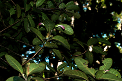 Graptophyllum ophiolithicum