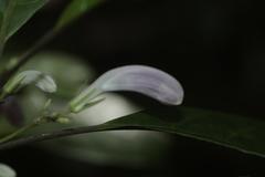 Graptophyllum