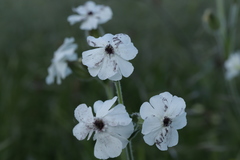 Microbotryum lychnidis-dioicae