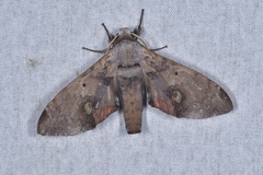 Daphnusa