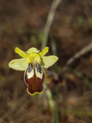 Ophrys fusca