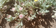 Helichrysum argyrosphaerum