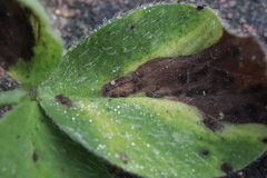 Pseudopeziza trifolii