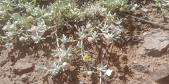 Helichrysum argyrosphaerum