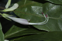Graptophyllum