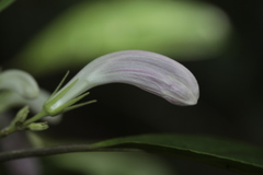 Graptophyllum