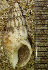 Cominella accuminata