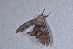 Daphnusa