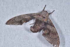 Daphnusa