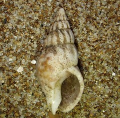Cominella accuminata