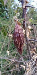 Pentarrhinum insipidum