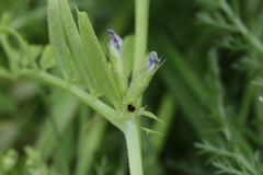 Vicia sativa