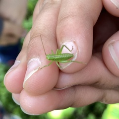 Tettigonia orientalis