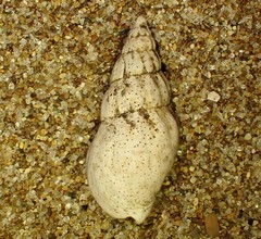 Cominella accuminata