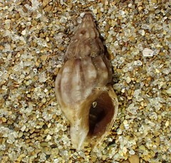 Cominella accuminata
