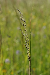 Ustilago perennans