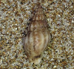 Cominella accuminata