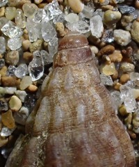 Cominella accuminata