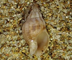 Cominella accuminata