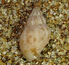 Cominella accuminata