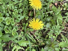 Taraxacum officinale