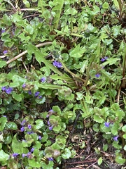 Glechoma hederacea