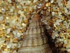 Buccinulum vittatum