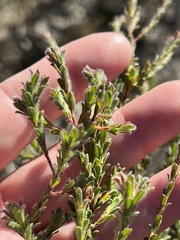 Kunzea capitata seminuda