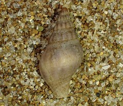 Buccinulum vittatum
