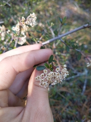 Ceanothus arcuatus
