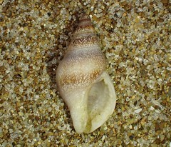 Buccinulum vittatum