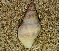Buccinulum vittatum