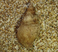 Buccinulum vittatum
