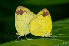 Eurema simulatrix tecmessa
