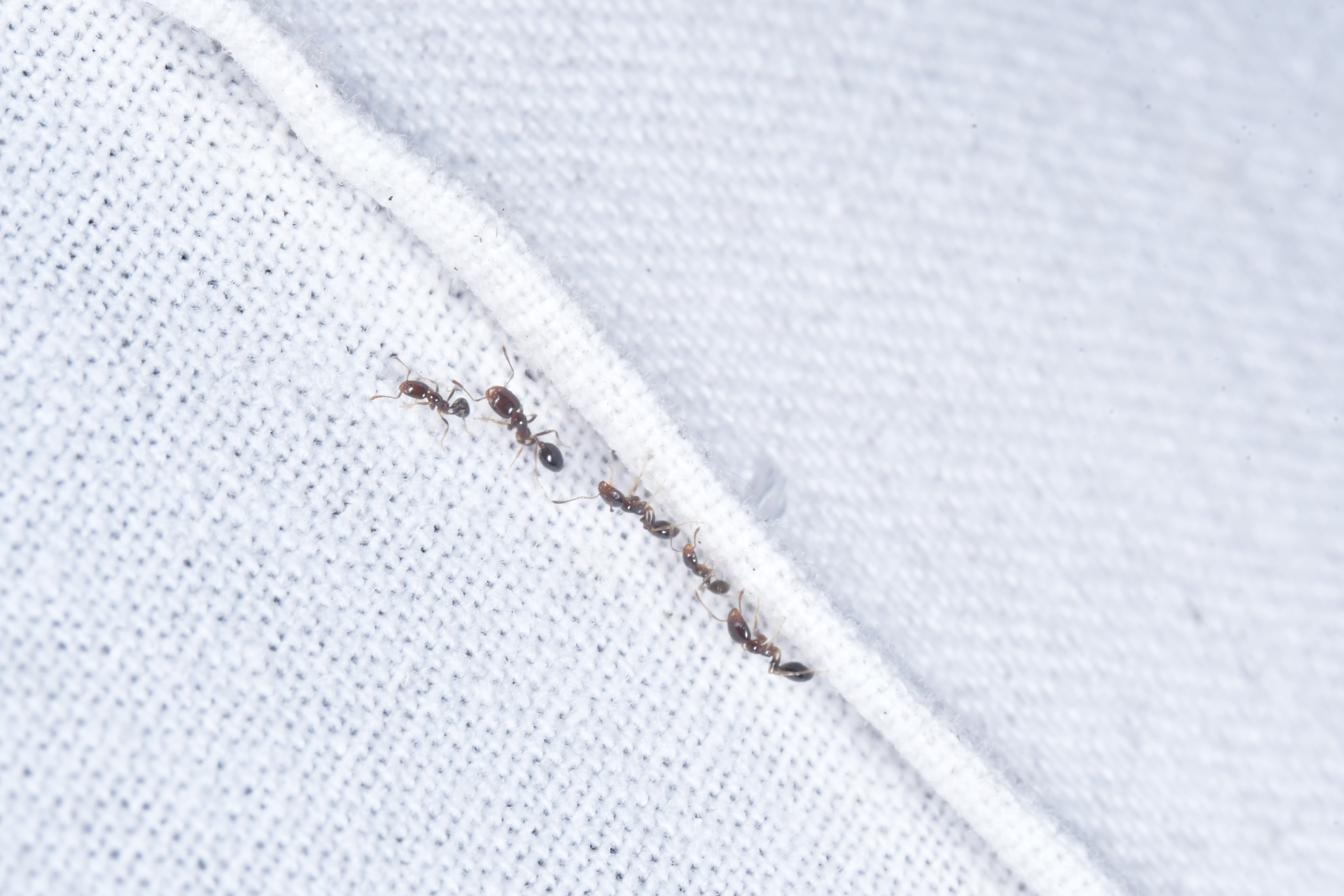 Trichomyrmex mayri