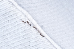 Trichomyrmex mayri