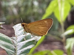 Xanthoneura corissa
