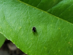 Setomima nitida