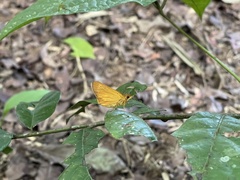 Xanthoneura corissa