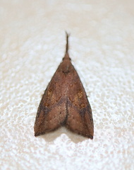 Hypena subvittalis