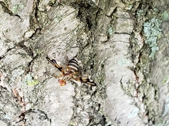 Idana marginata
