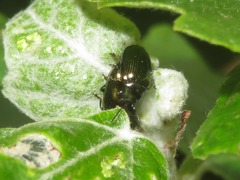 Phratora vitellinae