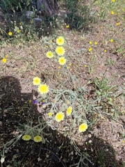 Andryala integrifolia