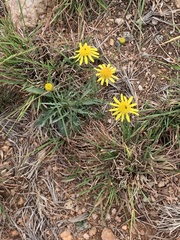 Mesogramma apiifolium