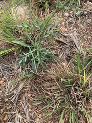 Mesogramma apiifolium