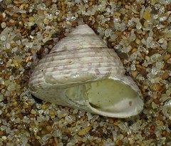 Coelotrochus tiaratus