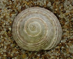 Coelotrochus tiaratus