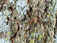 Idana marginata